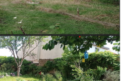 potager